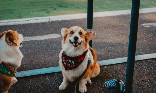 Is CBD Safe for Pets? A Comprehensive Guide